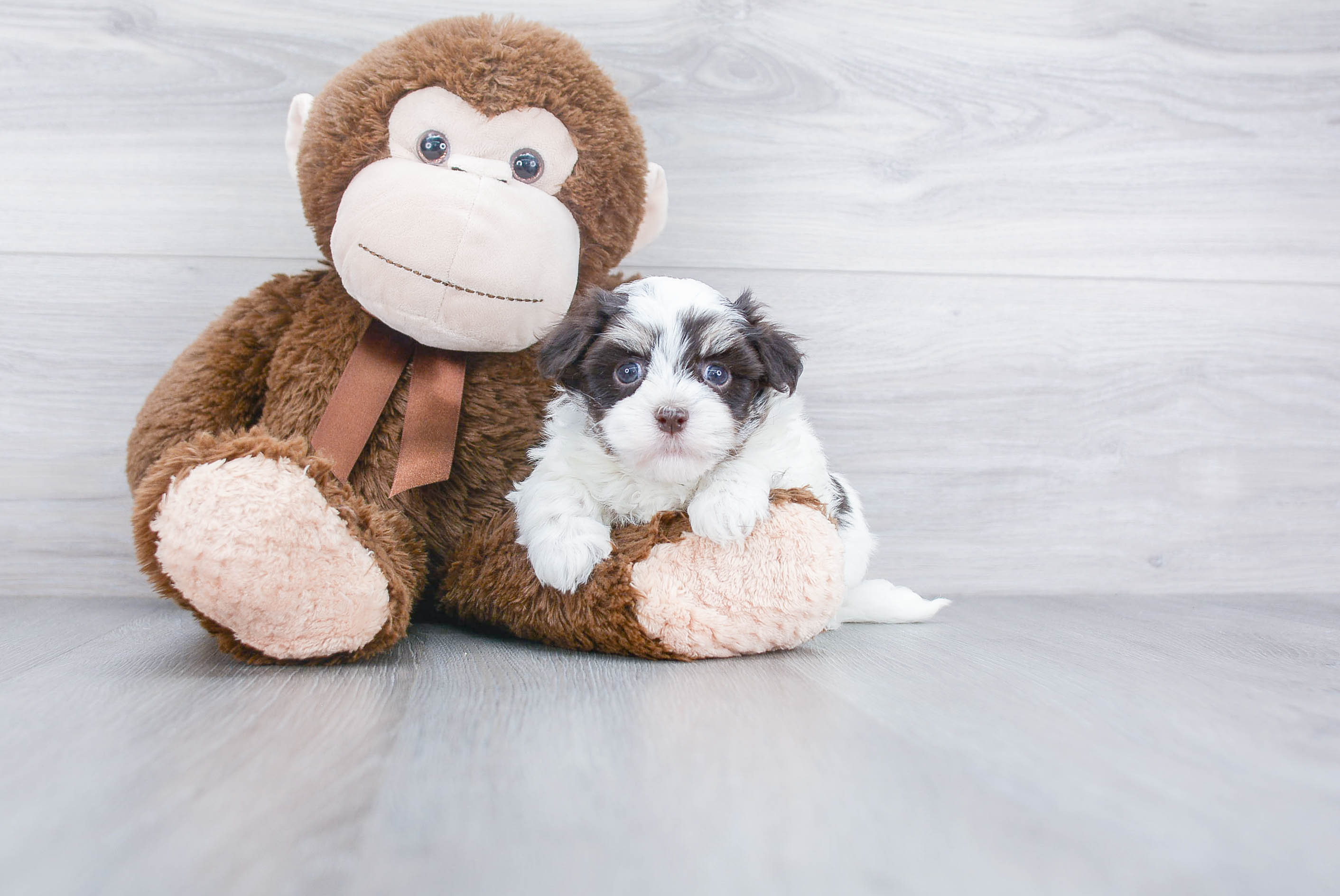 Fluffy Havanese Purebred Puppy