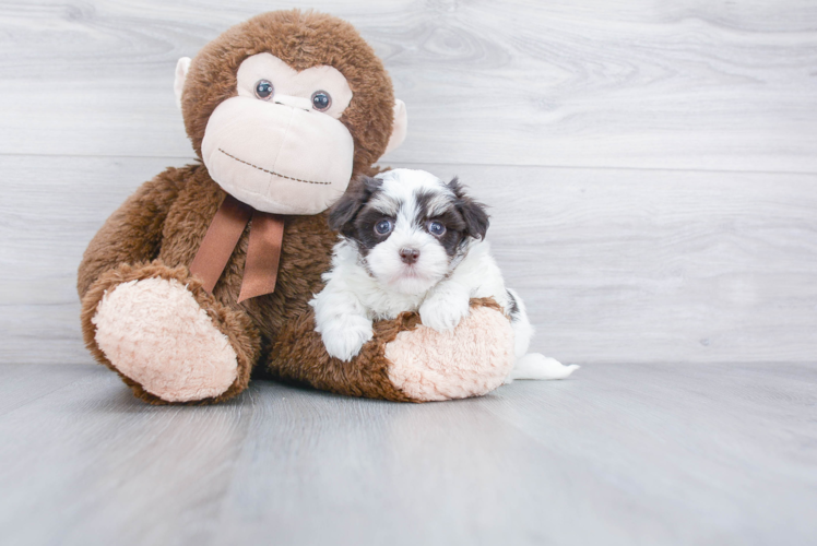 Fluffy Havanese Purebred Puppy