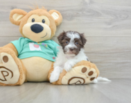 8 week old Havanese Puppy For Sale - Premier Pups