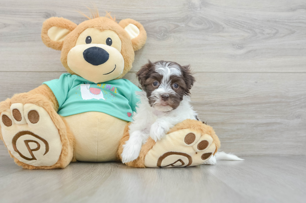 6 week old Havanese Puppy For Sale - Premier Pups