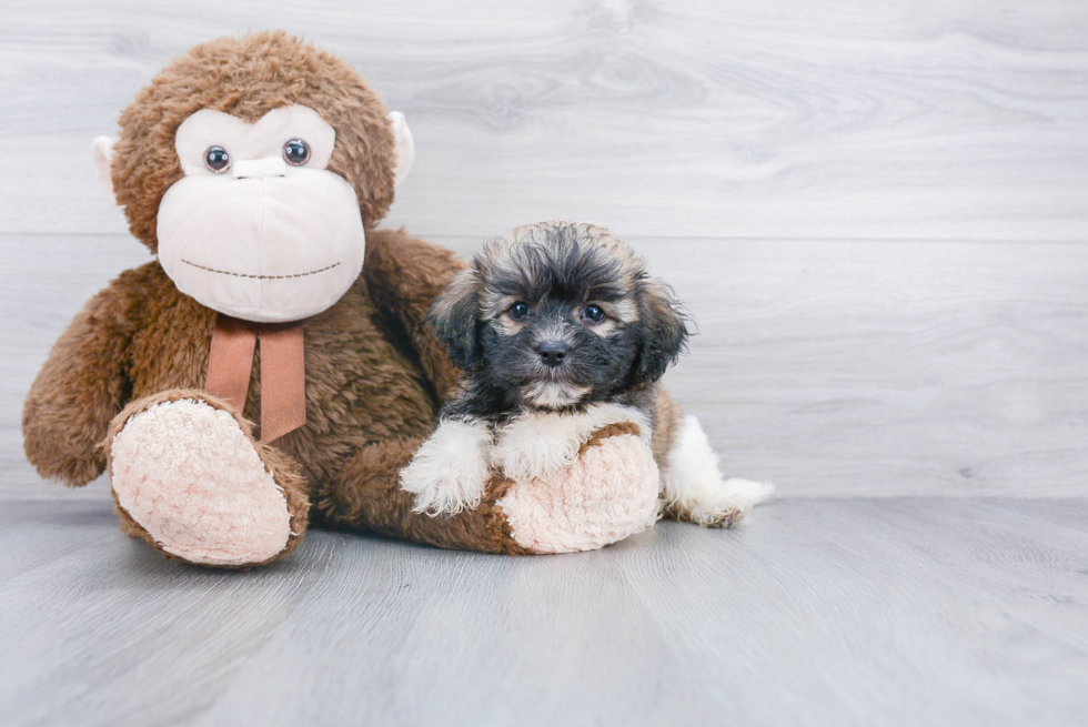 Havanese Pup Being Cute