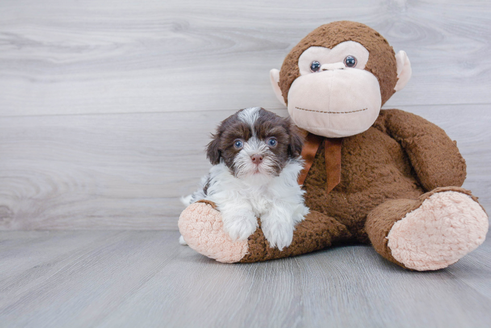 Havanese Pup Being Cute