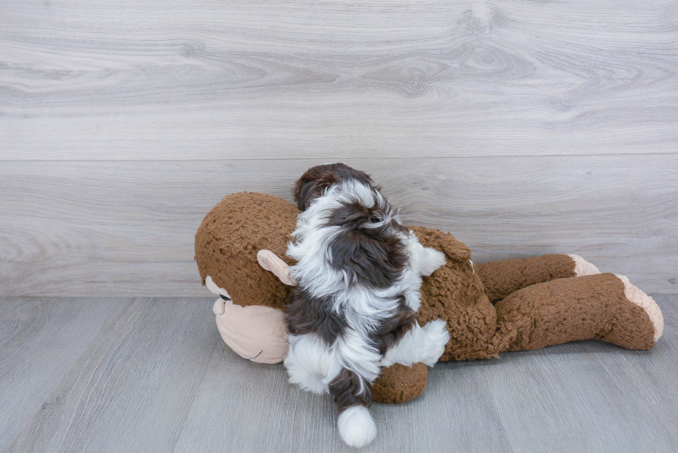 Havanese Puppy for Adoption