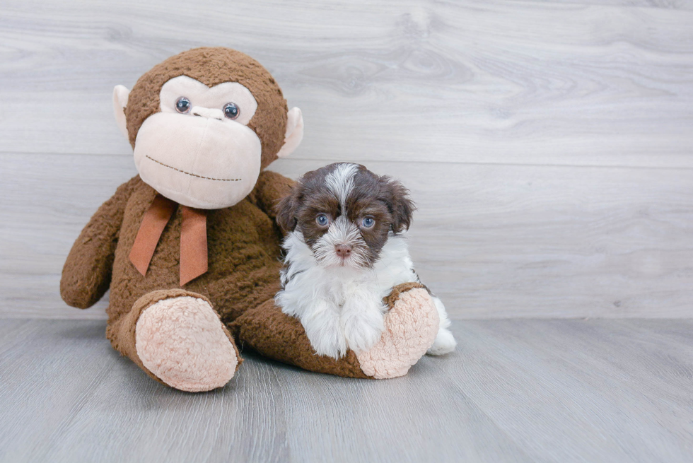 Havanese Pup Being Cute