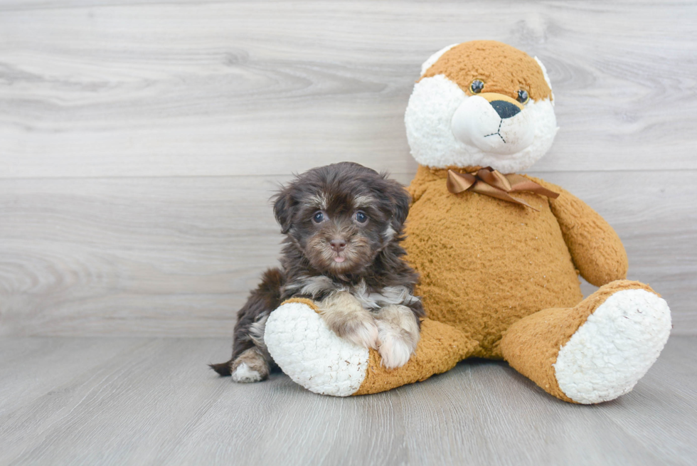 Little Havanese Purebred Pup