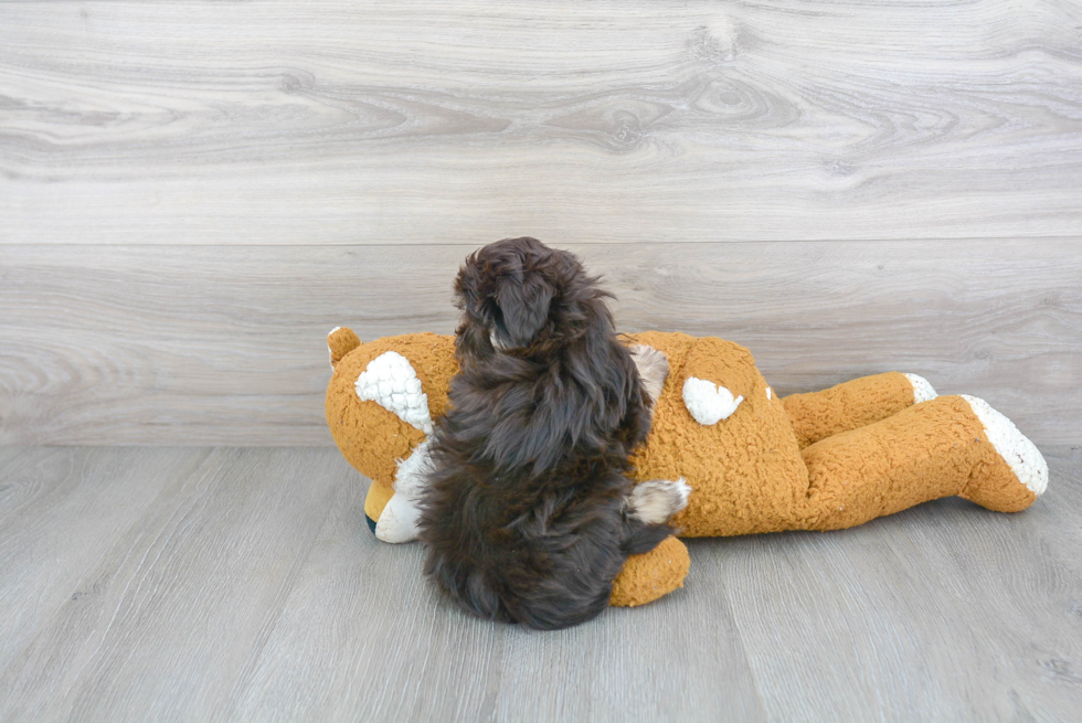 Fluffy Havanese Purebred Puppy