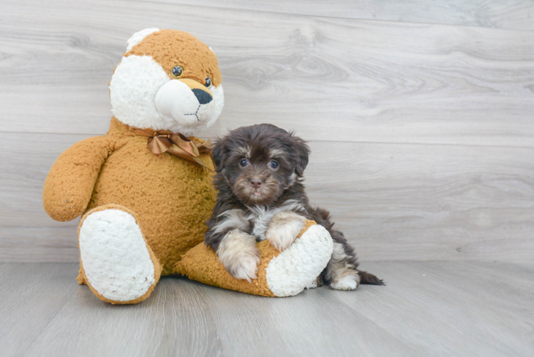 Playful Havanese Baby