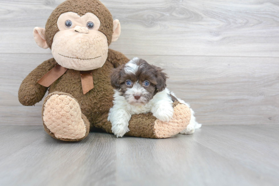 Havanese Pup Being Cute