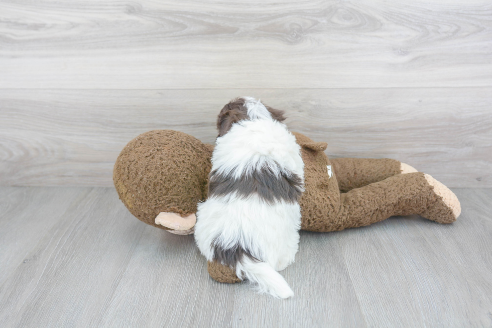 Friendly Havanese Purebred Pup