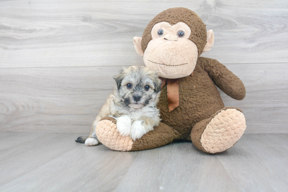 Adorable Havanese Purebred Puppy