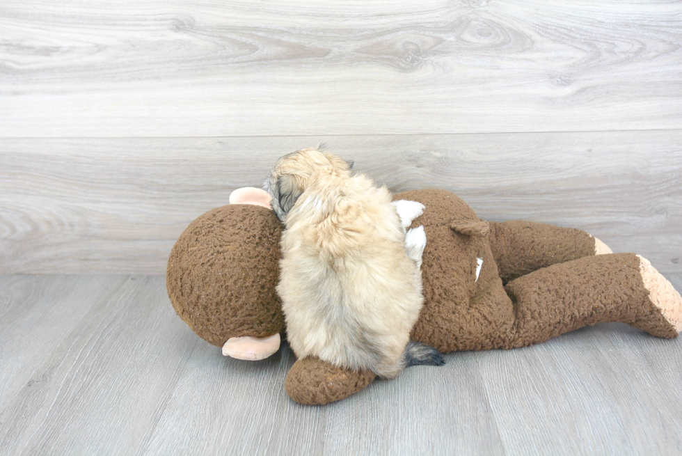 Friendly Havanese Purebred Pup