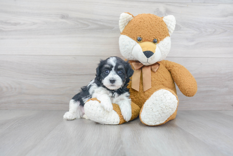 Small Havanese Baby