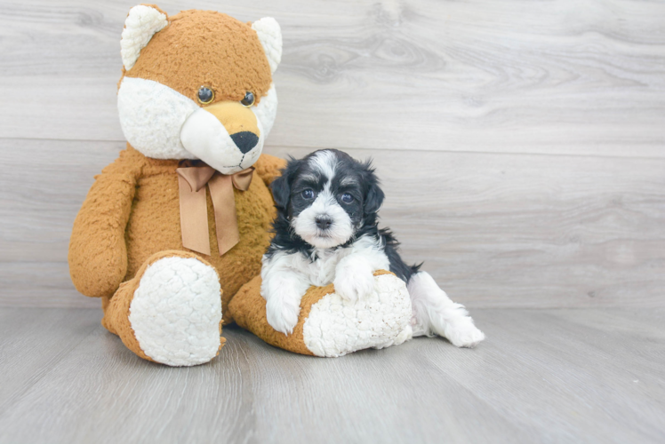 Popular Havanese Purebred Pup