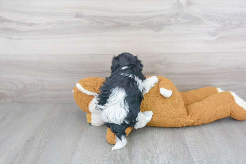 Small Havanese Purebred Pup