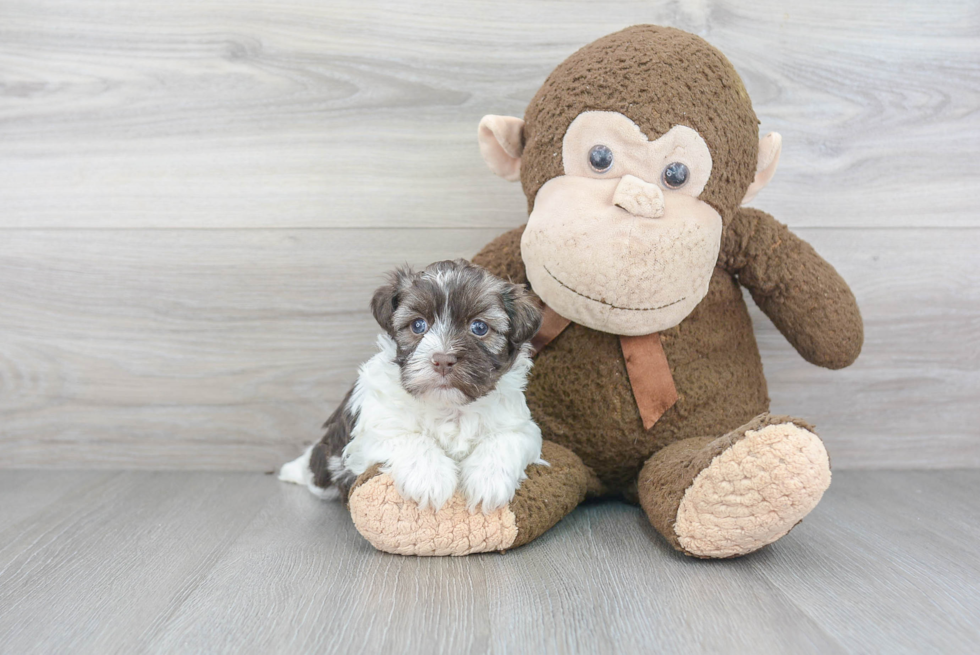 Havanese Pup Being Cute