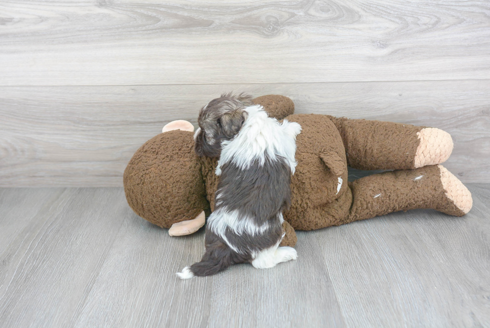 Havanese Pup Being Cute