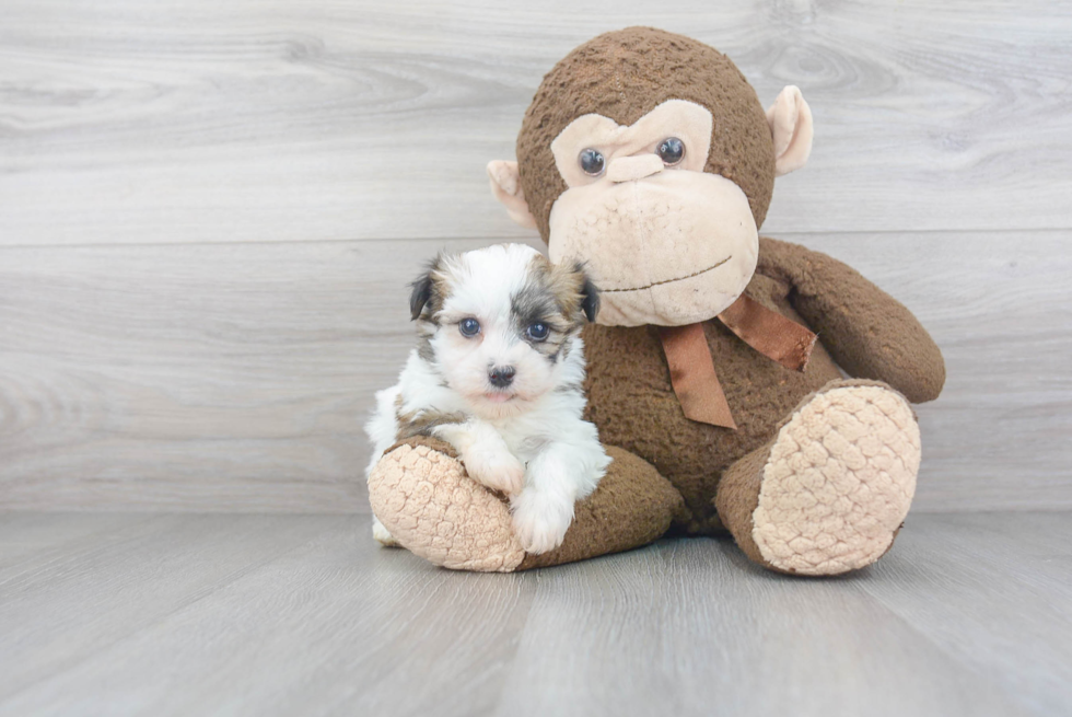 Havanese Puppy for Adoption