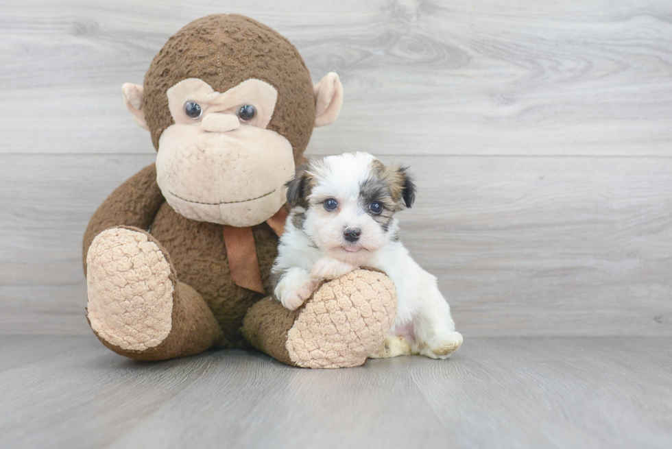 Adorable Havanese Purebred Puppy