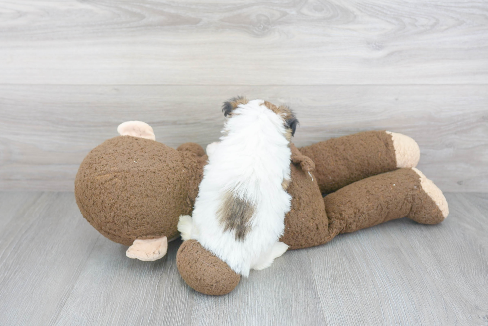 Playful Havanese Purebred Pup