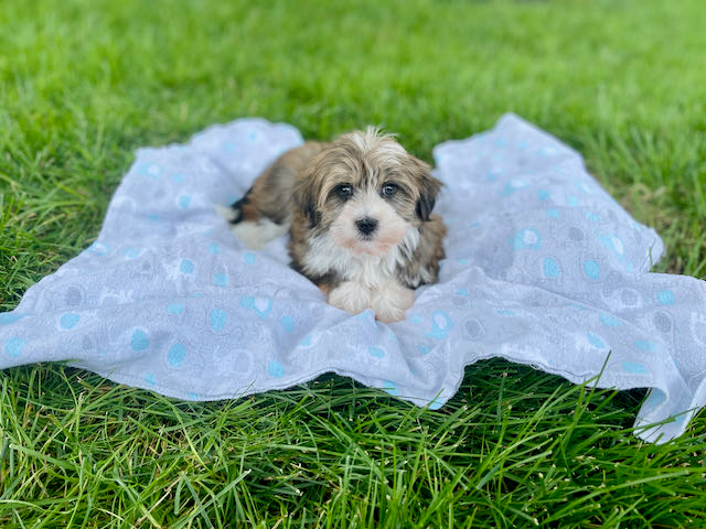 Friendly Havanese Purebred Pup