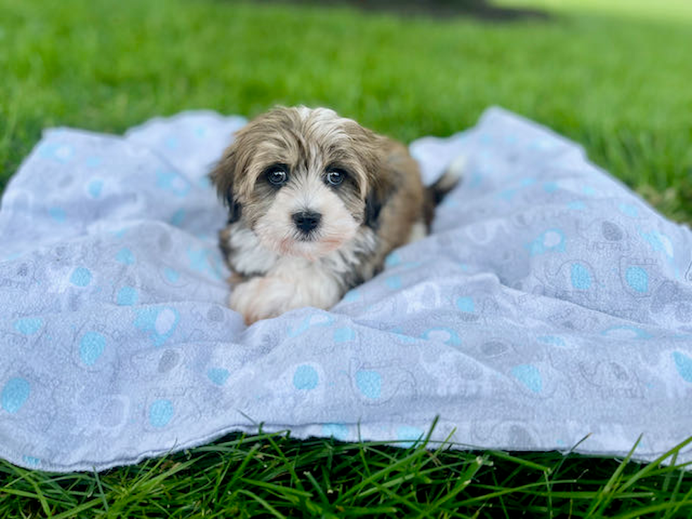 Best Havanese Baby