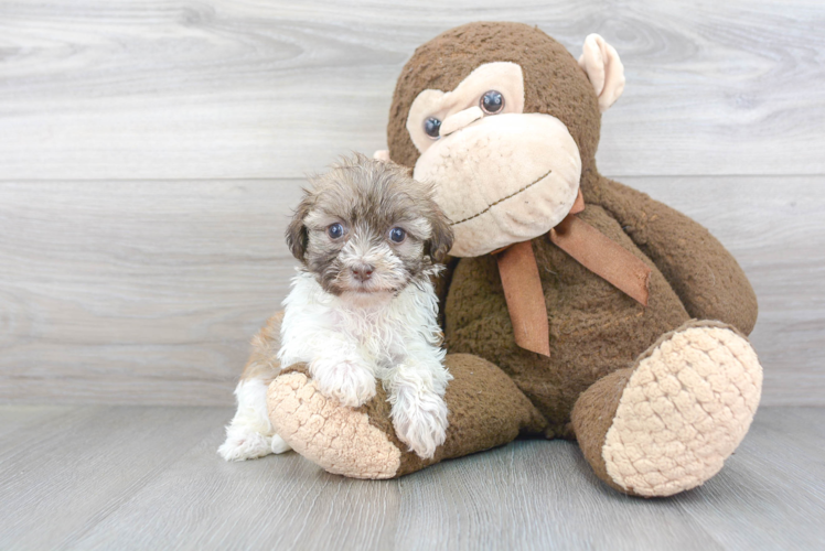 Hypoallergenic Havanese Baby