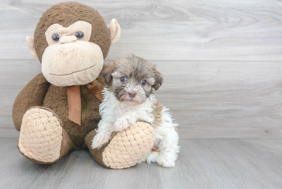 Havanese Puppy for Adoption