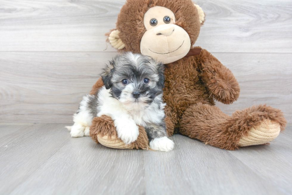 Havanese Pup Being Cute