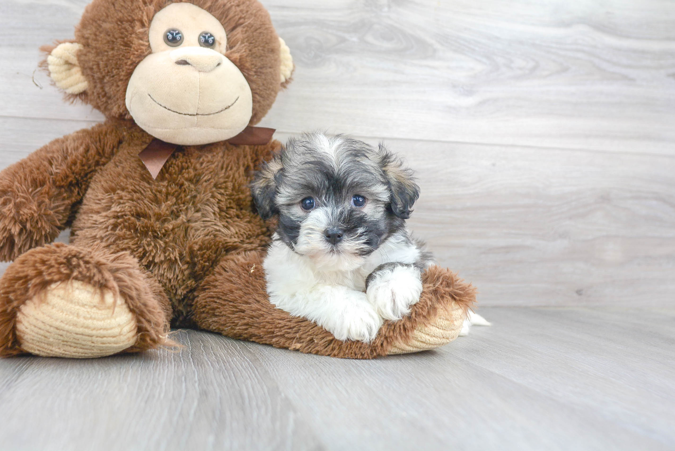 Playful Havanese Baby