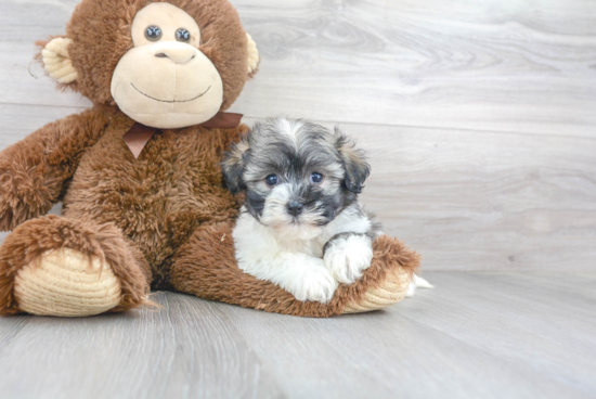 Playful Havanese Baby