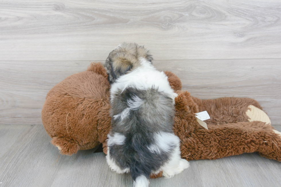 Popular Havanese Baby