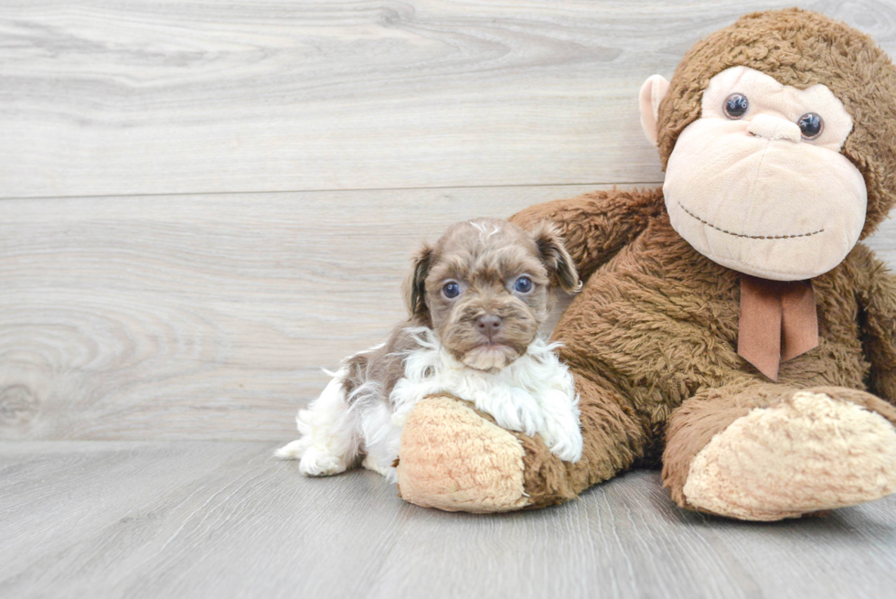 Friendly Havanese Baby