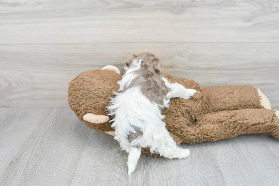 Havanese Pup Being Cute