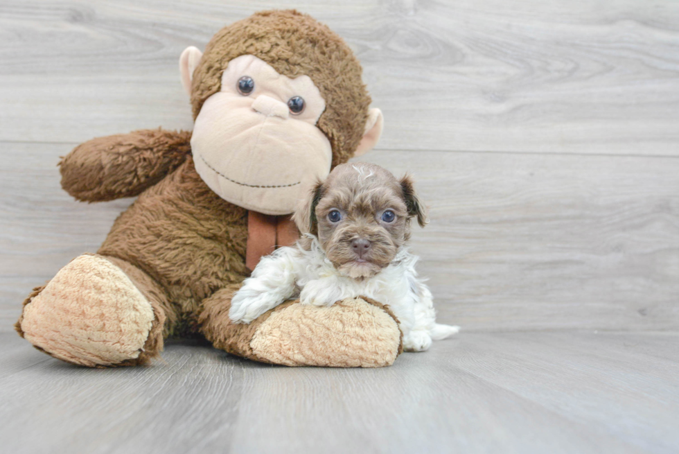 Havanese Puppy for Adoption