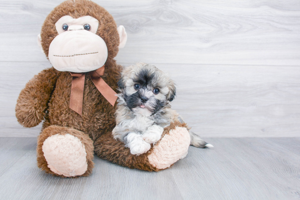 Havanese Pup Being Cute