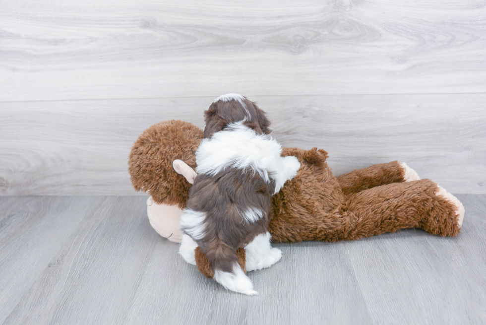 Playful Havanese Purebred Pup