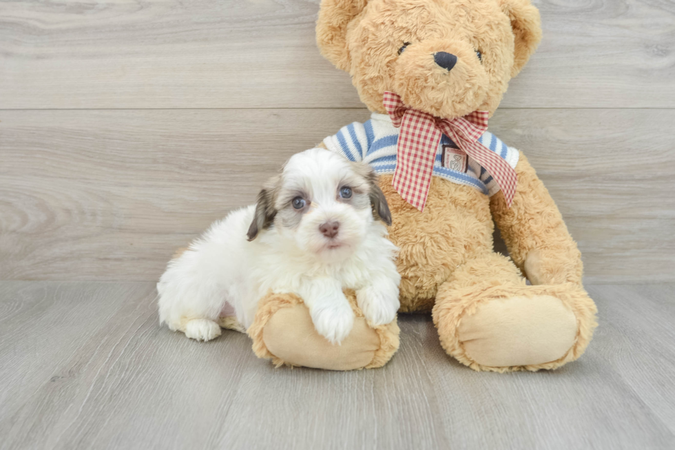 Havanese Pup Being Cute