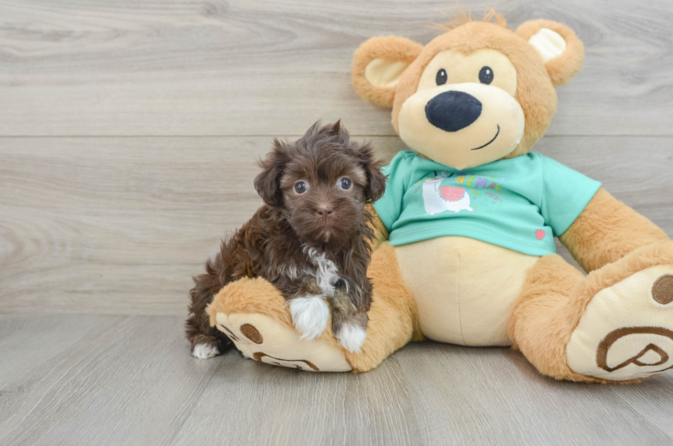 6 week old Havanese Puppy For Sale - Premier Pups