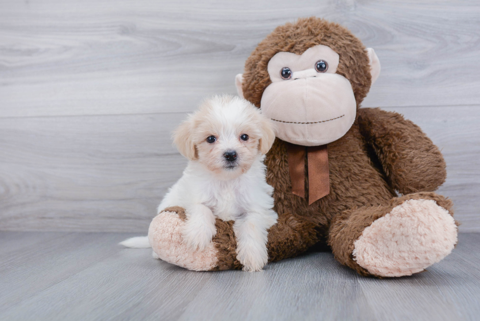 Havanese Pup Being Cute