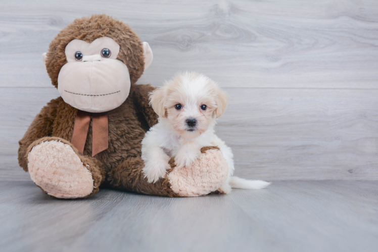 Friendly Havanese Baby