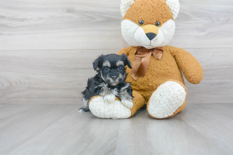 Havanese Puppy for Adoption