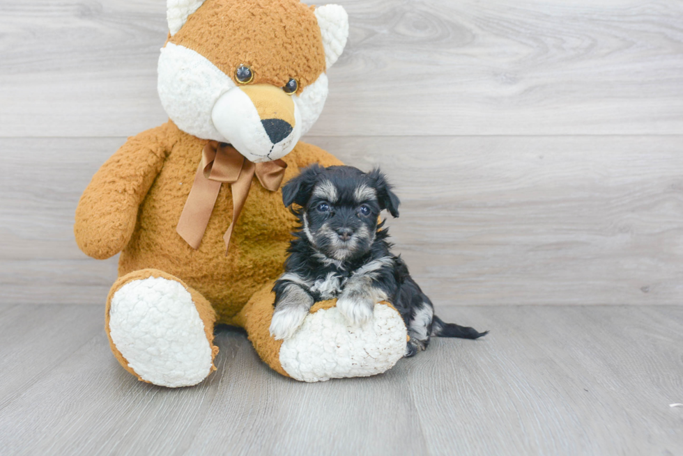 Hypoallergenic Havanese Baby