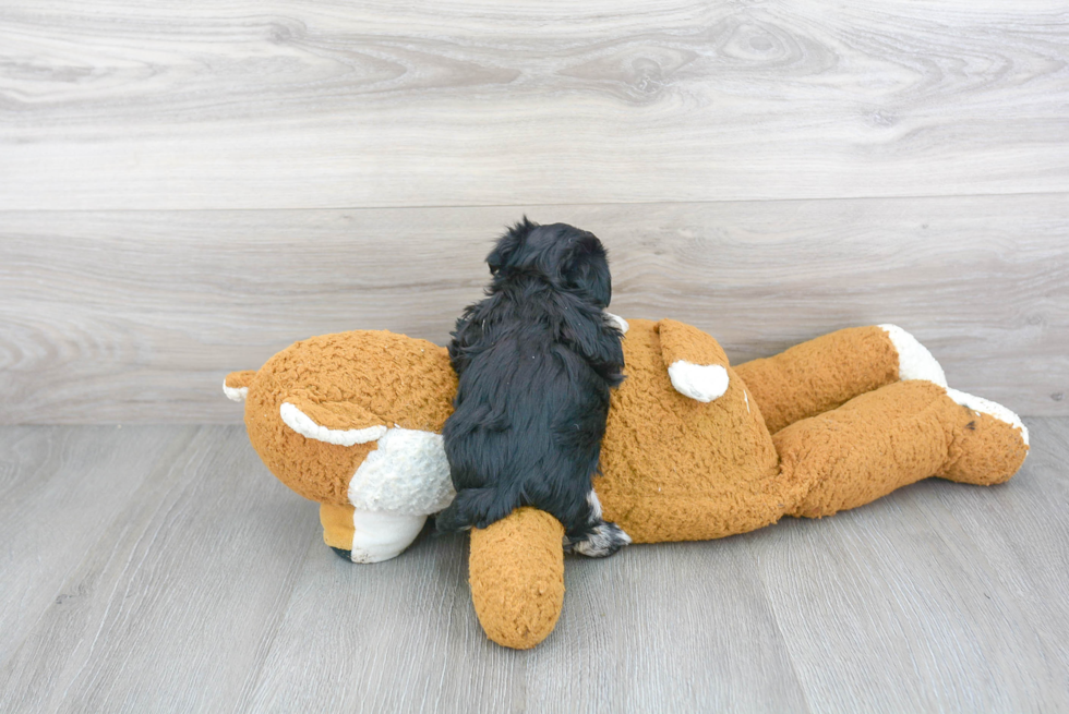 Havanese Pup Being Cute