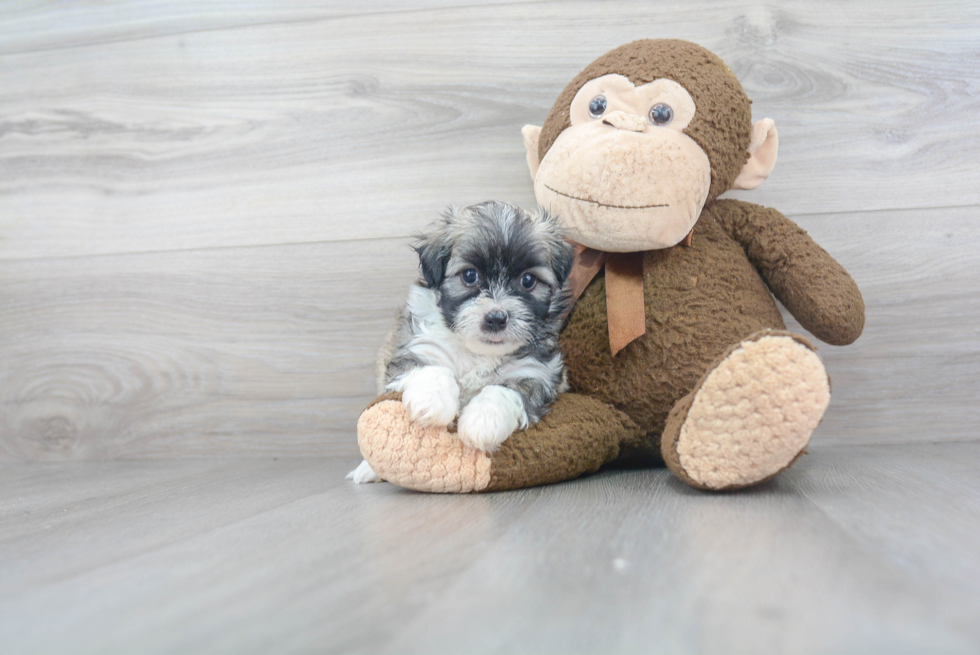 Hypoallergenic Havanese Purebred Pup