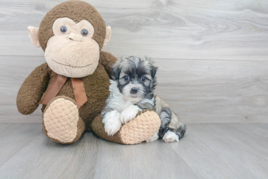 Popular Havanese Purebred Pup