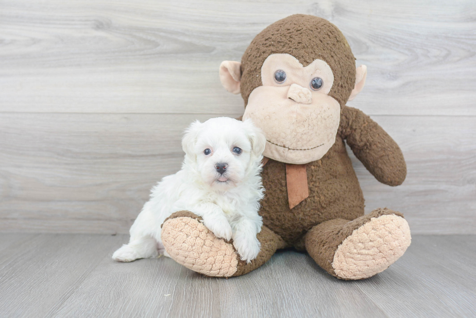 Havanese Pup Being Cute