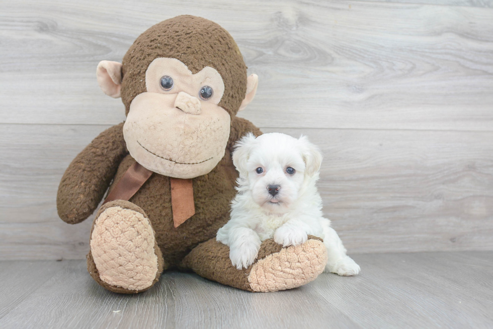 Hypoallergenic Havanese Baby