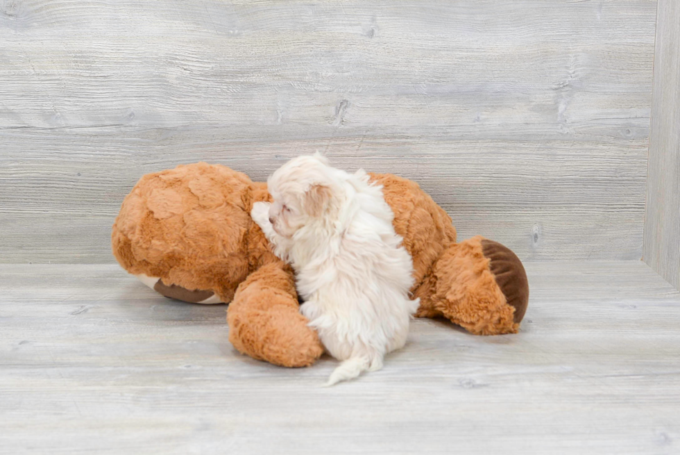 Havanese Pup Being Cute