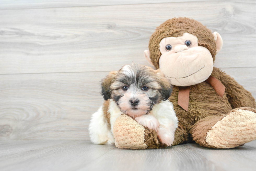Havanese Puppy for Adoption