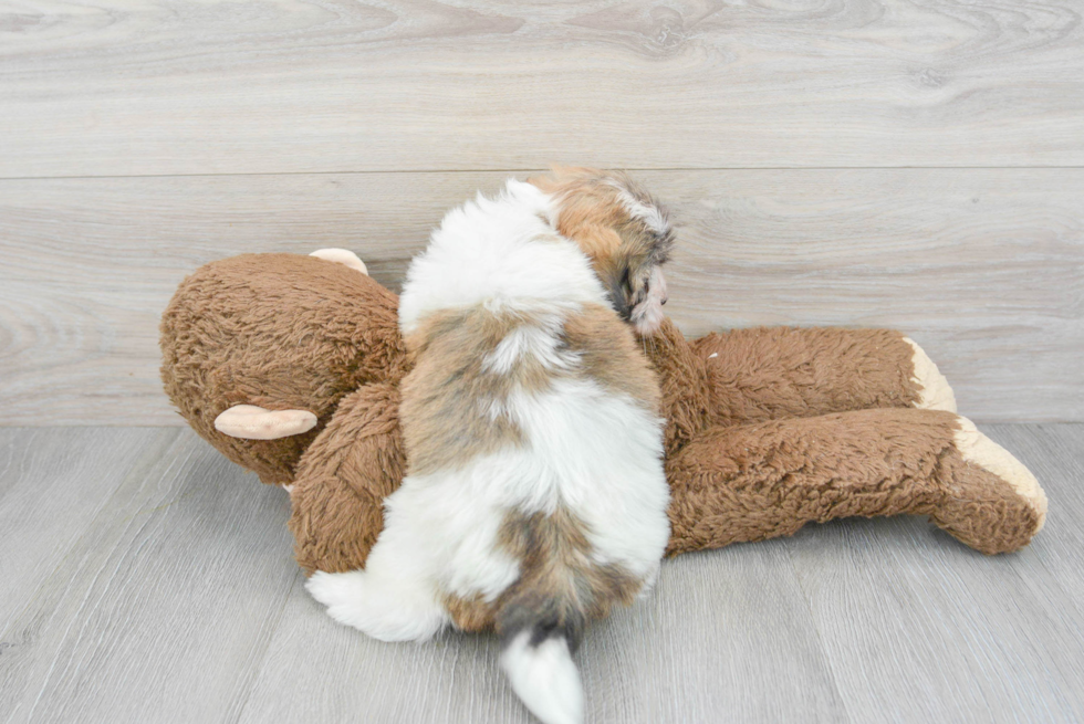 Havanese Pup Being Cute